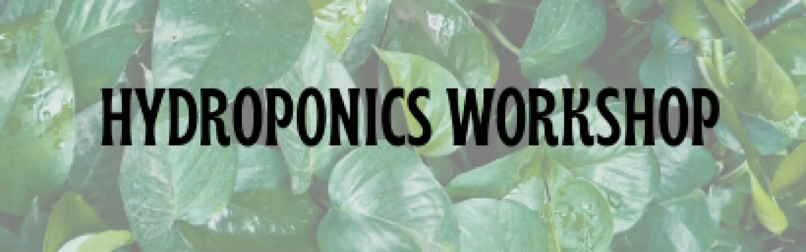 hydroponics workshop